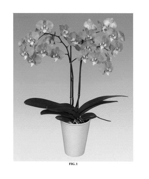 Figure 1 of US plant patent PP25446, the photograph of PHALDAQDAQ printed in the patent.