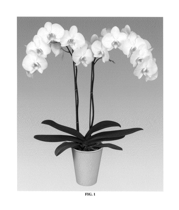 Figure 1 of US plant patent PP25447, the photograph of PHALCARDOK printed in the patent.