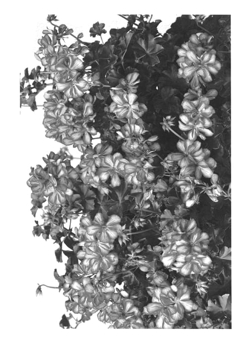 Figure 1 of US plant patent PP25448, the photograph of Pacrubymex printed in the patent.
