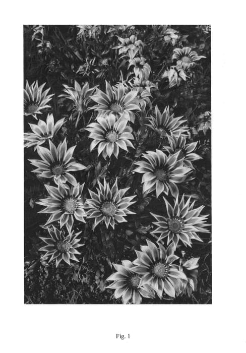 Figure 1 of US plant patent PP25449, the photograph of LOMGAZYLRS printed in the patent.