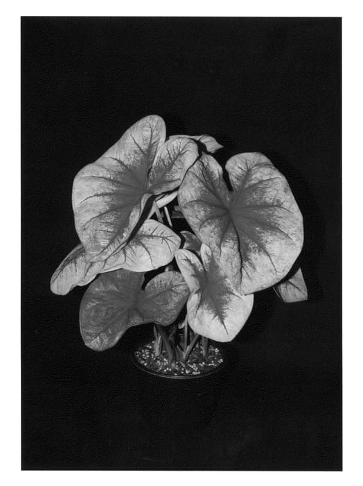 Figure 1 of US plant patent PP25450, the photograph of Lemon Blush printed in the patent.