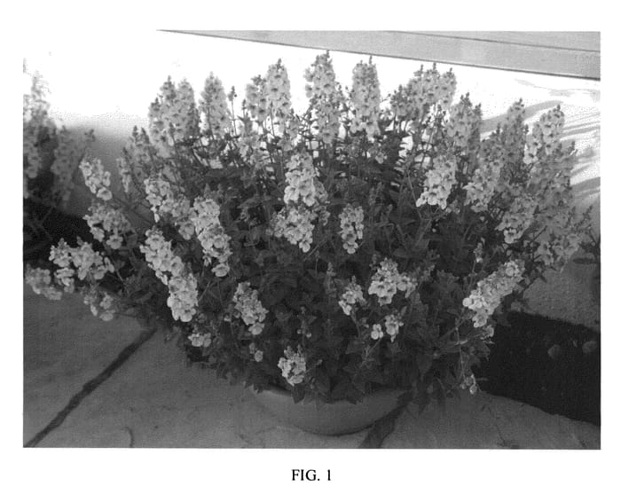 Figure 1 of US plant patent PP25451, the photograph of Aurora Apricot printed in the patent.