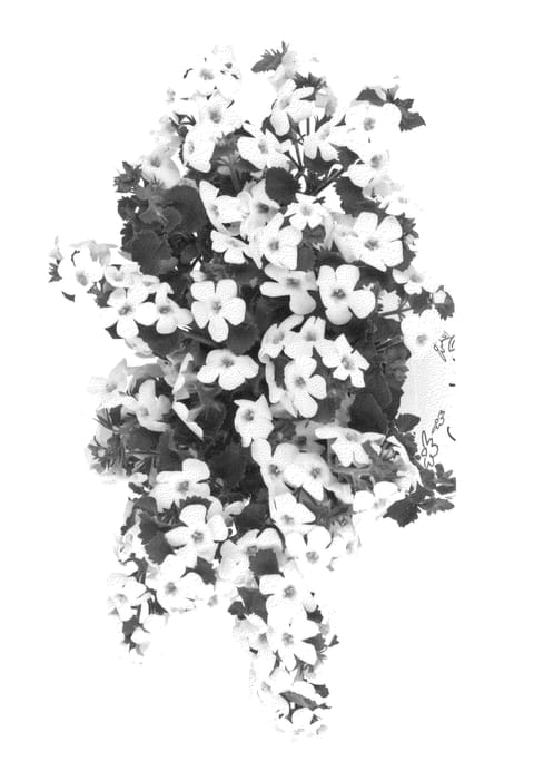 Figure 1 of US plant patent PP25452, the photograph of Duebahwisand printed in the patent.