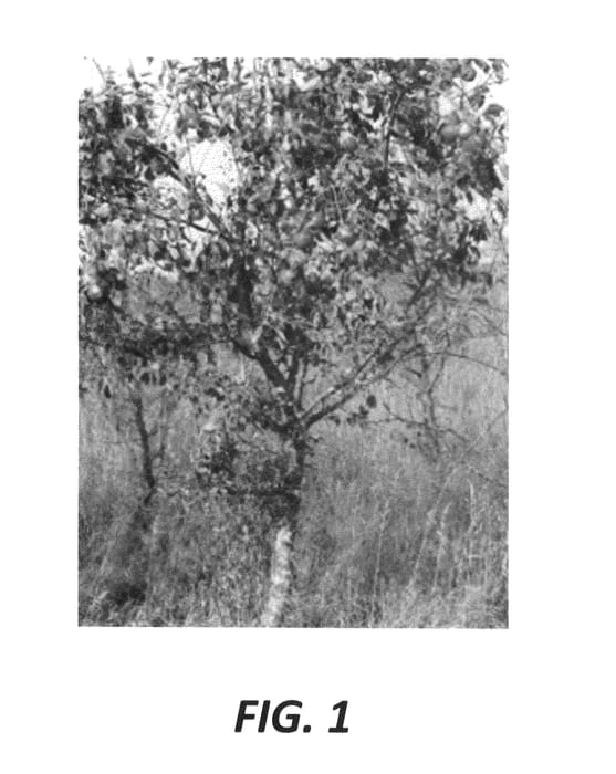 Figure 1 of US plant patent PP25453, the photograph of MAC 2137 printed in the patent.