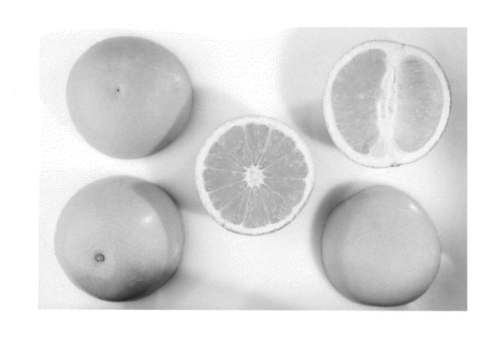 Figure 1 of US plant patent PP25454, the photograph of JR13 printed in the patent.