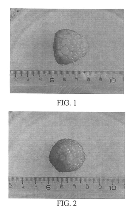 Figure 1 of US plant patent PP25455, the photograph of Diamond Jubilee printed in the patent.