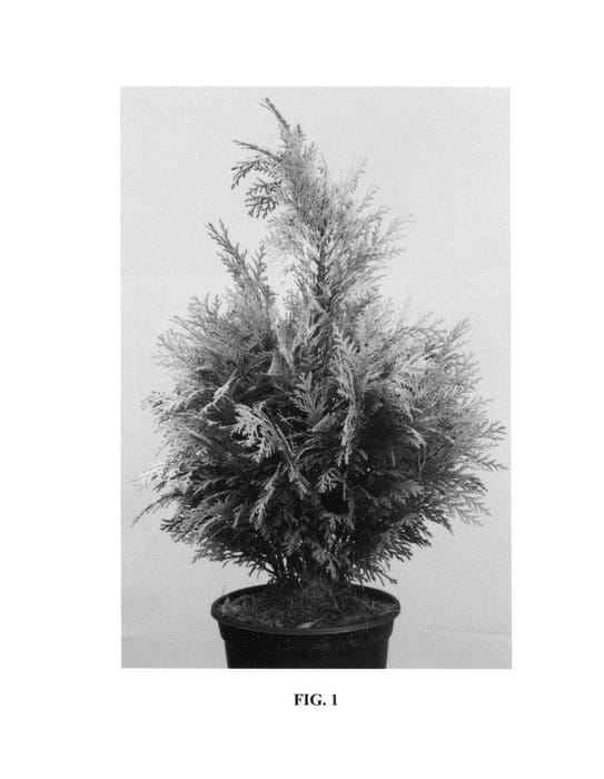 Figure 1 of US plant patent PP25456, the photograph of Sunny Smile printed in the patent.