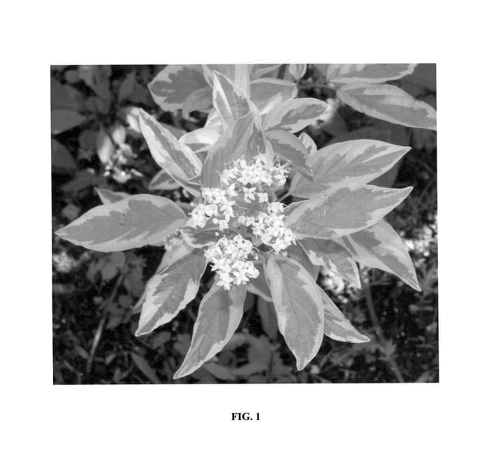 Figure 1 of US plant patent PP25457, the photograph of Gostmazam printed in the patent.