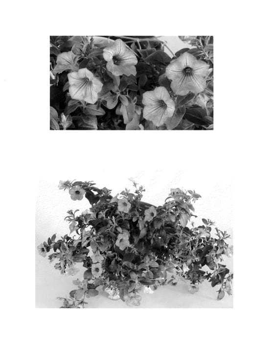 Figure 1 of US plant patent PP25459, the photograph of USTUN51501 printed in the patent.