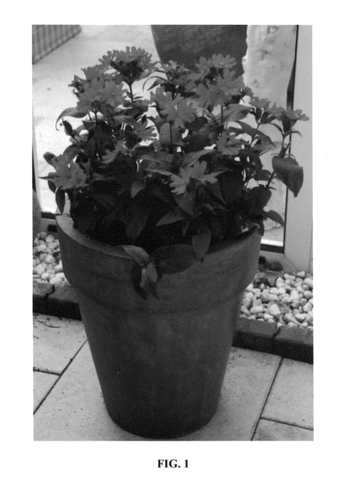 Figure 1 of US plant patent PP25460, the photograph of Pmoore05 printed in the patent.