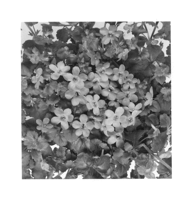 Figure 1 of US plant patent PP25461, the photograph of Duebahskybu printed in the patent.