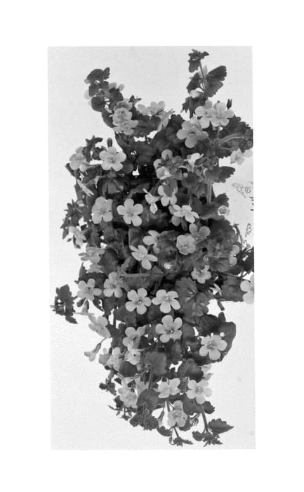 Figure 1 of US plant patent PP25462, the photograph of Duebahpisan printed in the patent.