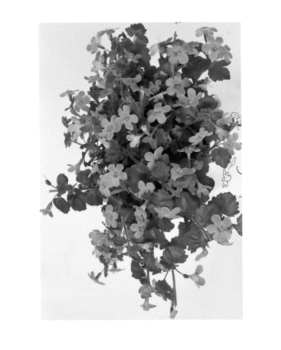 Figure 1 of US plant patent PP25463, the photograph of Duebahpusa printed in the patent.