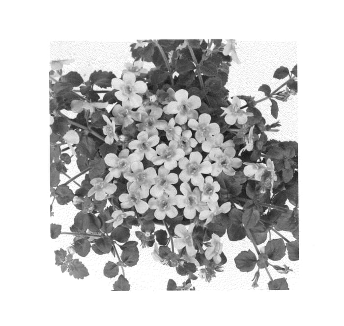 Figure 1 of US plant patent PP25464, the photograph of Duebahpihal printed in the patent.