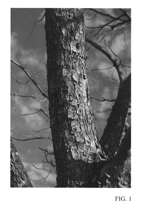 Figure 1 of US plant patent PP25465, the photograph of Huffman printed in the patent.