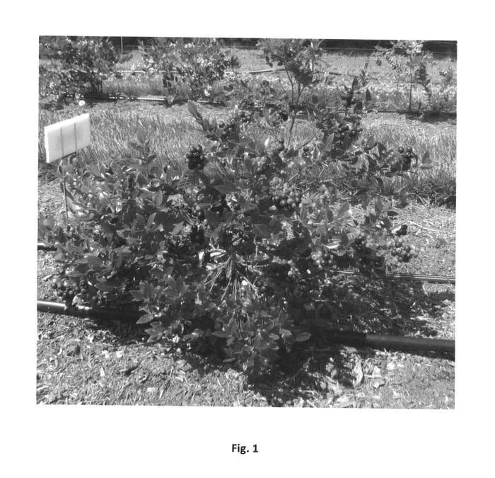 Figure 1 of US plant patent PP25467, the photograph of ZF08-095 printed in the patent.