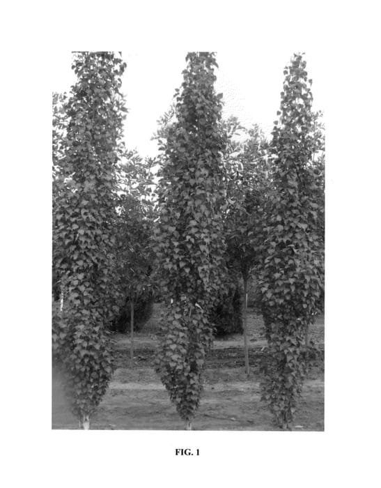 Figure 1 of US plant patent PP25468, the photograph of Jefpark printed in the patent.