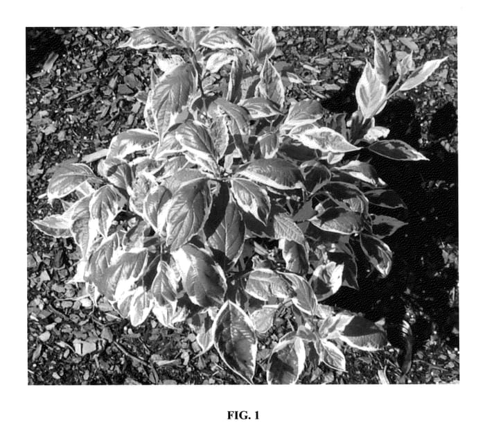 Figure 1 of US plant patent PP25469, the photograph of Chovozam printed in the patent.