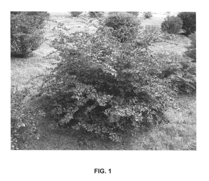 Figure 1 of US plant patent PP25470, the photograph of PIILC-II printed in the patent.