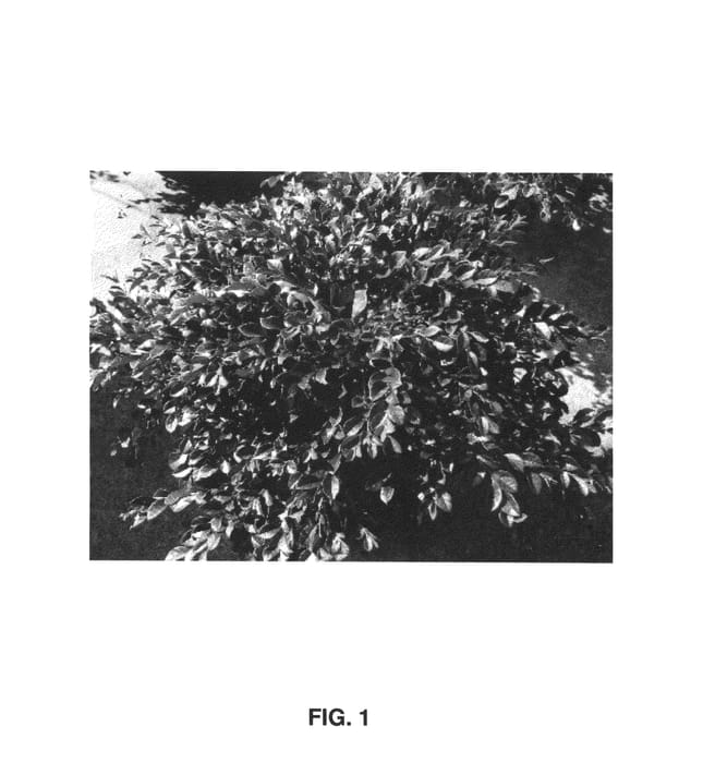 Figure 1 of US plant patent PP25471, the photograph of PIILC-III printed in the patent.