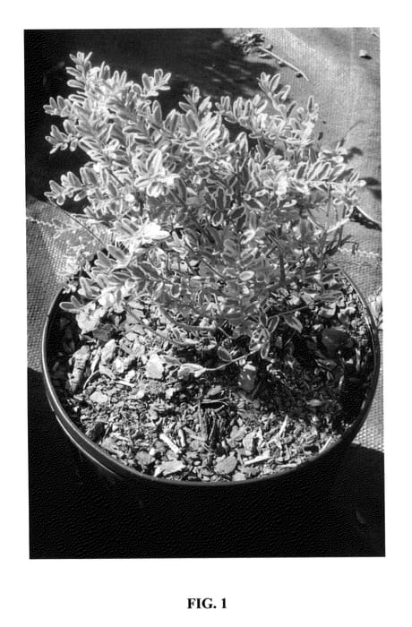 Figure 1 of US plant patent PP25472, the photograph of Lilezezam printed in the patent.