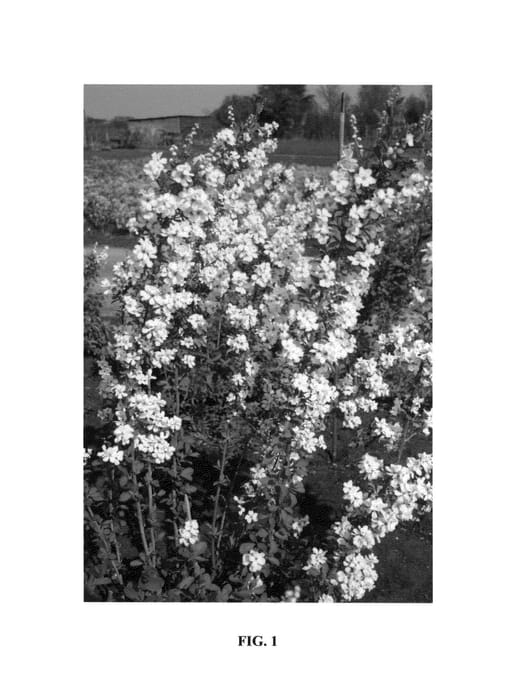 Figure 1 of US plant patent PP25473, the photograph of Snow Mountain printed in the patent.