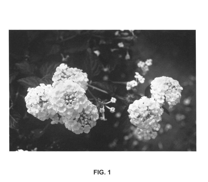 Figure 1 of US plant patent PP25474, the photograph of PIIL-SSUS printed in the patent.