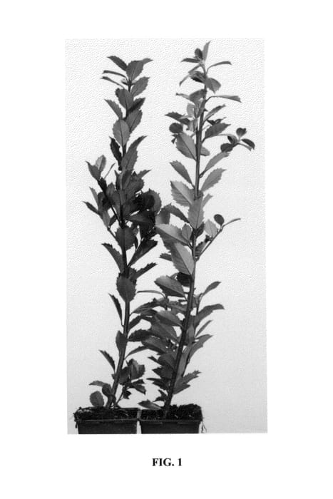 Figure 1 of US plant patent PP25475, the photograph of Hach 1 printed in the patent.