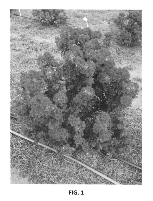 Figure 1 of US plant patent PP25476, the photograph of PIILAG B5 printed in the patent.