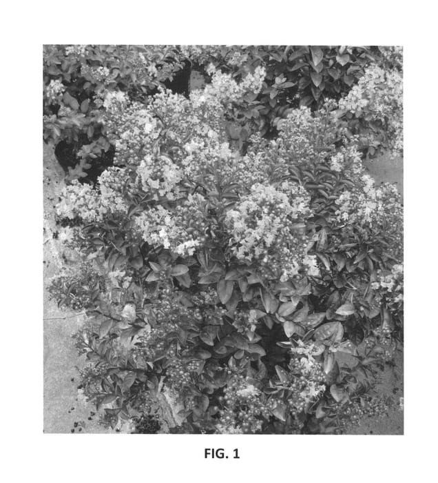 Figure 1 of US plant patent PP25477, the photograph of PIILAG B2 printed in the patent.
