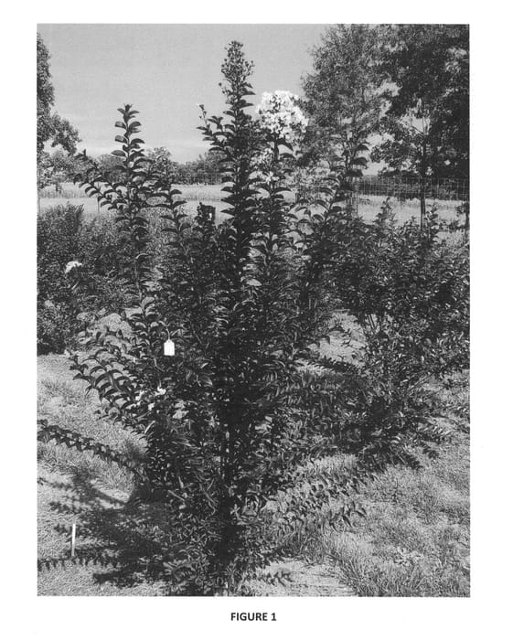 Figure 1 of US plant patent PP25478, the photograph of PIILAG-IV printed in the patent.