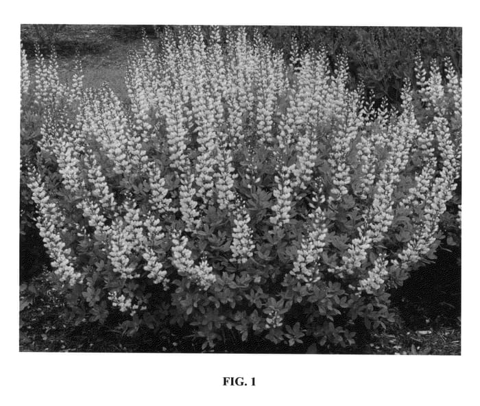 Figure 1 of US plant patent PP25479, the photograph of Sunny Morning printed in the patent.