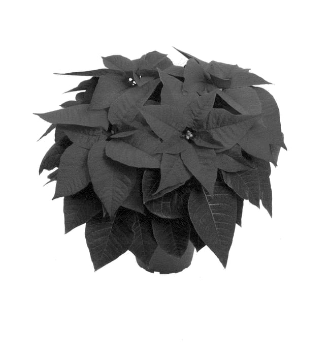 Figure 1 of US plant patent PP25480, the photograph of Dueprima printed in the patent.