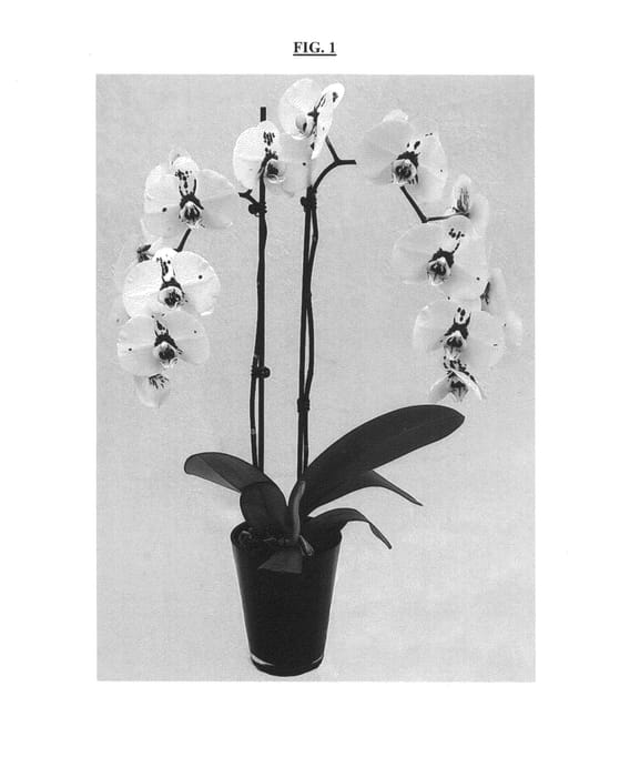 Figure 1 of US plant patent PP25481, the photograph of Bravery printed in the patent.