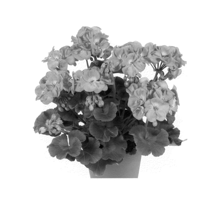 Figure 1 of US plant patent PP25482, the photograph of Duevipipas printed in the patent.