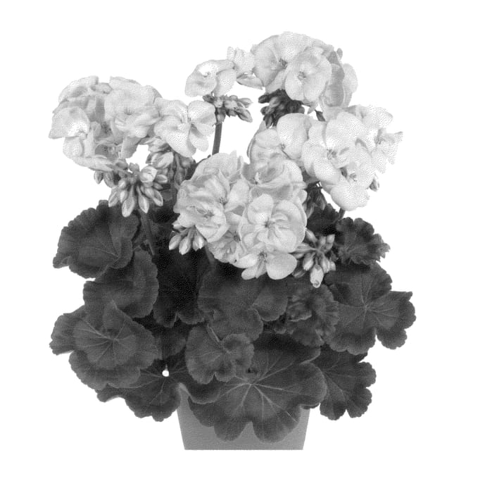 Figure 1 of US plant patent PP25483, the photograph of Duevibafa printed in the patent.