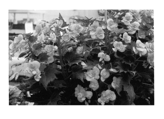 Figure 1 of US plant patent PP25484, the photograph of Puff Pink printed in the patent.