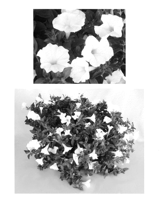 Figure 1 of US plant patent PP25485, the photograph of KL 1117 printed in the patent.