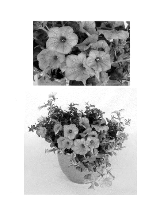 Figure 1 of US plant patent PP25486, the photograph of BHTUN6202 printed in the patent.