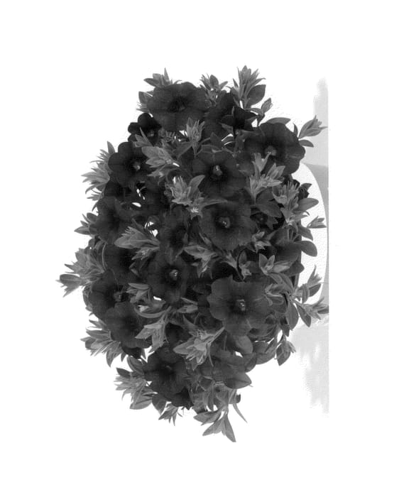 Figure 1 of US plant patent PP25487, the photograph of Duealkomidbu printed in the patent.