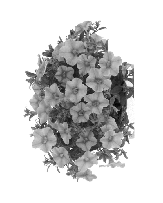 Figure 1 of US plant patent PP25488, the photograph of Duealkomand printed in the patent.