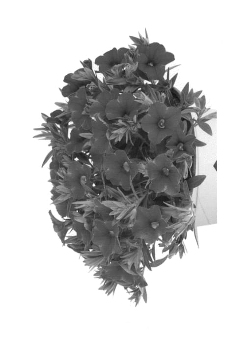 Figure 1 of US plant patent PP25489, the photograph of Duealkocher printed in the patent.
