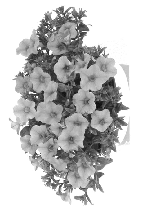 Figure 1 of US plant patent PP25490, the photograph of Duealkomango printed in the patent.