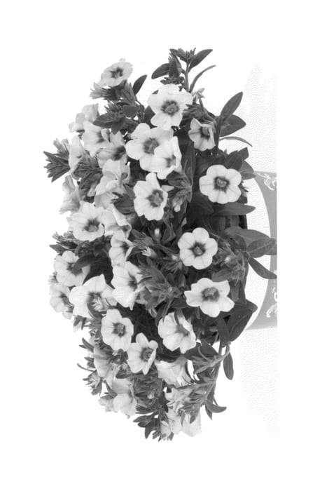 Figure 1 of US plant patent PP25491, the photograph of Duealkotisop printed in the patent.