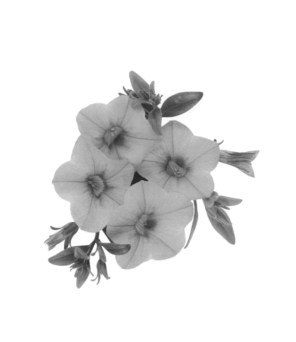 Figure 1 of US plant patent PP25492, the photograph of Duealtiman printed in the patent.