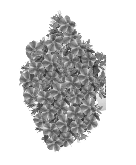 Figure 1 of US plant patent PP25493, the photograph of Duealneovo printed in the patent.