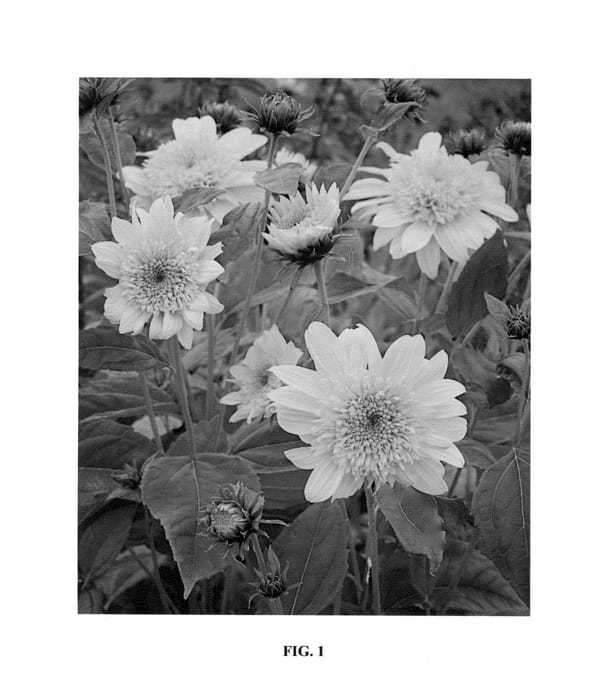 Figure 1 of US plant patent PP25494, the photograph of Double Whammy printed in the patent.