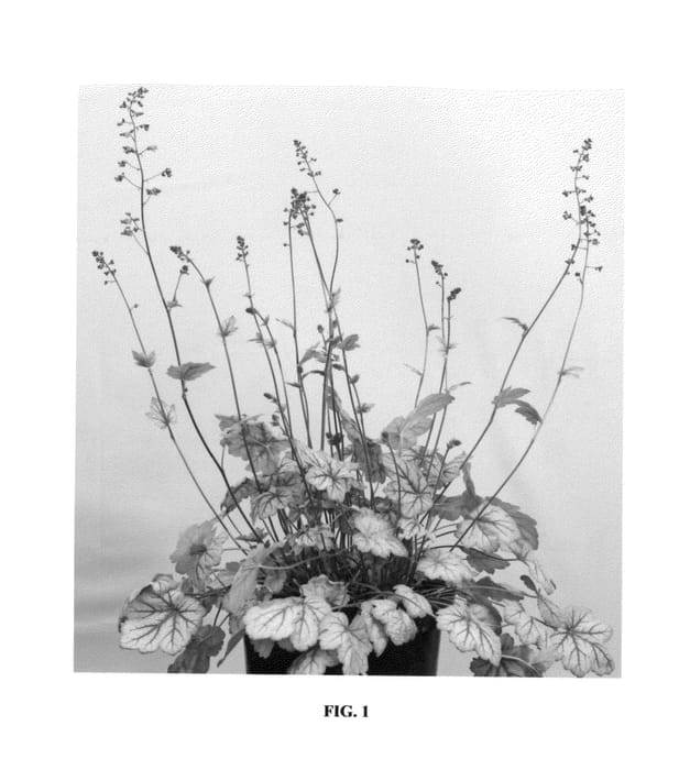Figure 1 of US plant patent PP25495, the photograph of Circus printed in the patent.