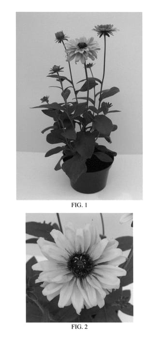 Figure 1 of US plant patent PP25496, the photograph of Balrudosh printed in the patent.
