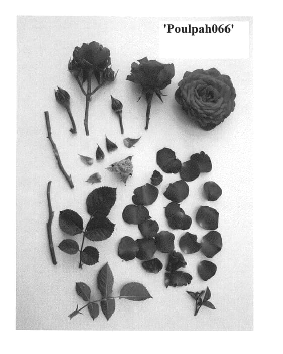 Figure 1 of US plant patent PP25497, the photograph of Poulpah066 printed in the patent.